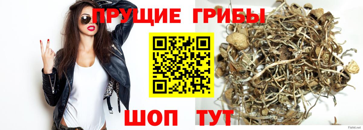 Псилоцибиновые грибы Psilocybine cubensis Кондопога